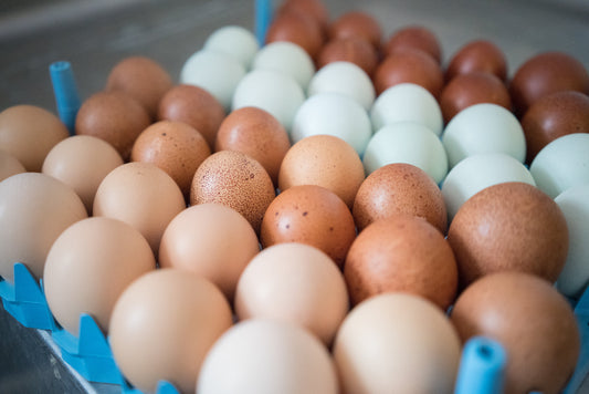 Washing Hatching Eggs