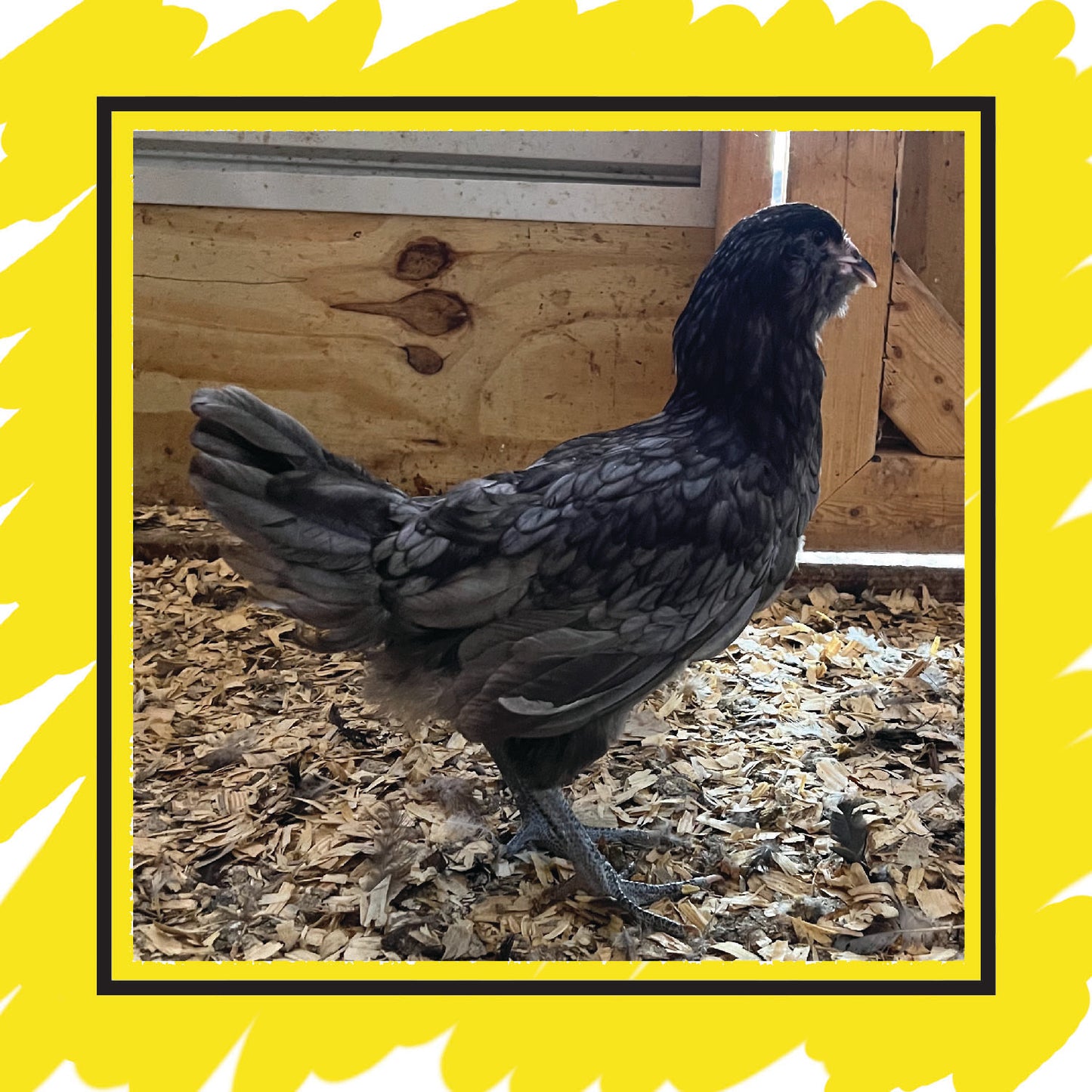 Ameraucana Pullet (8+ weeks)