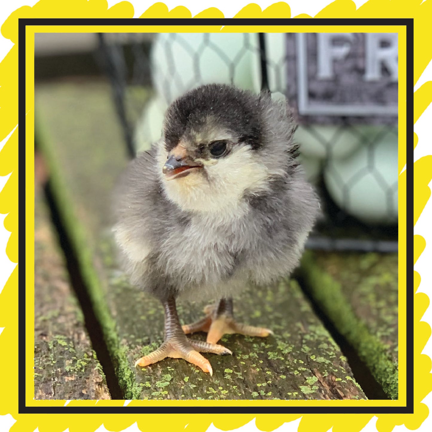 Day Old Chicks: On Farm Pick Up