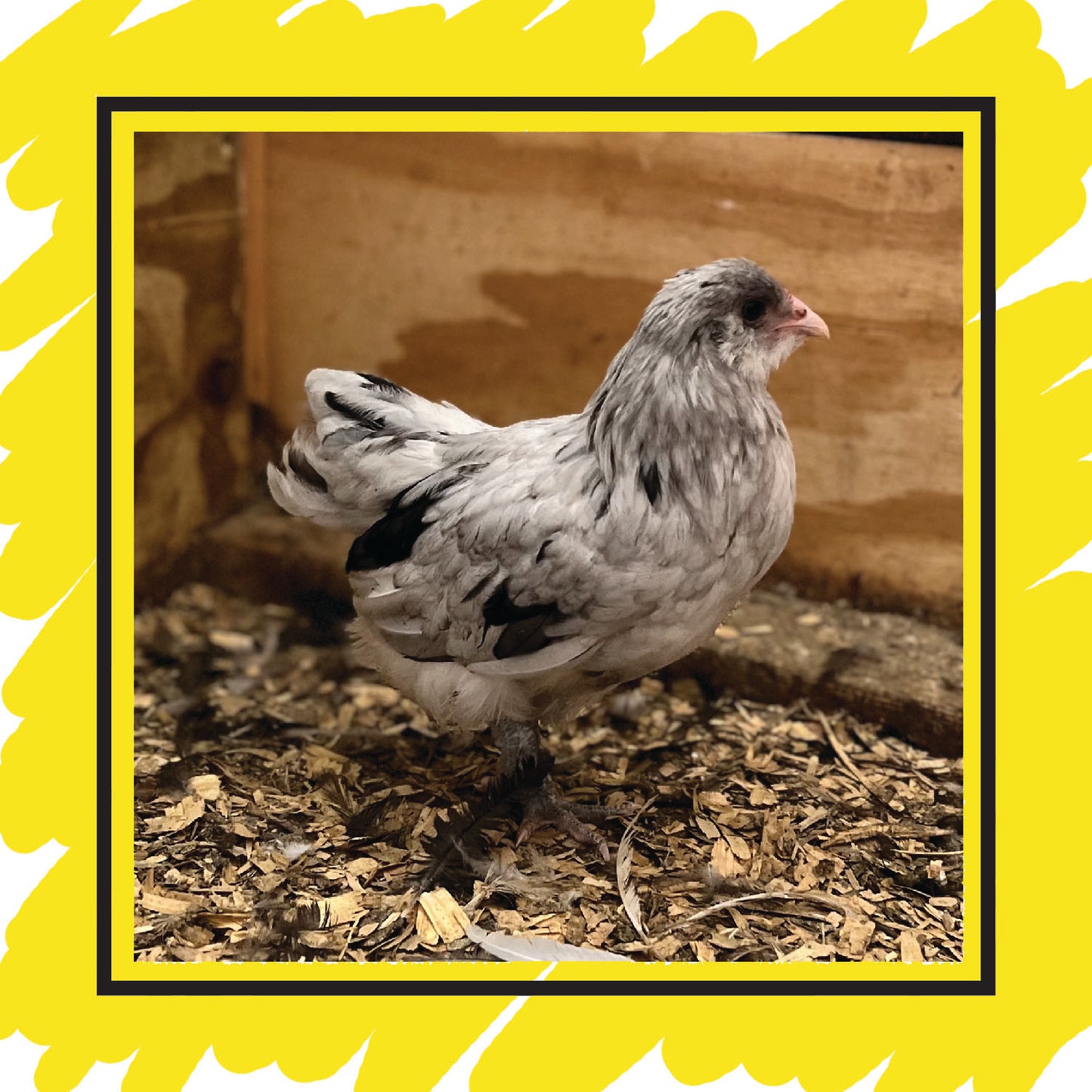 Ameraucana Pullet (8+ weeks)