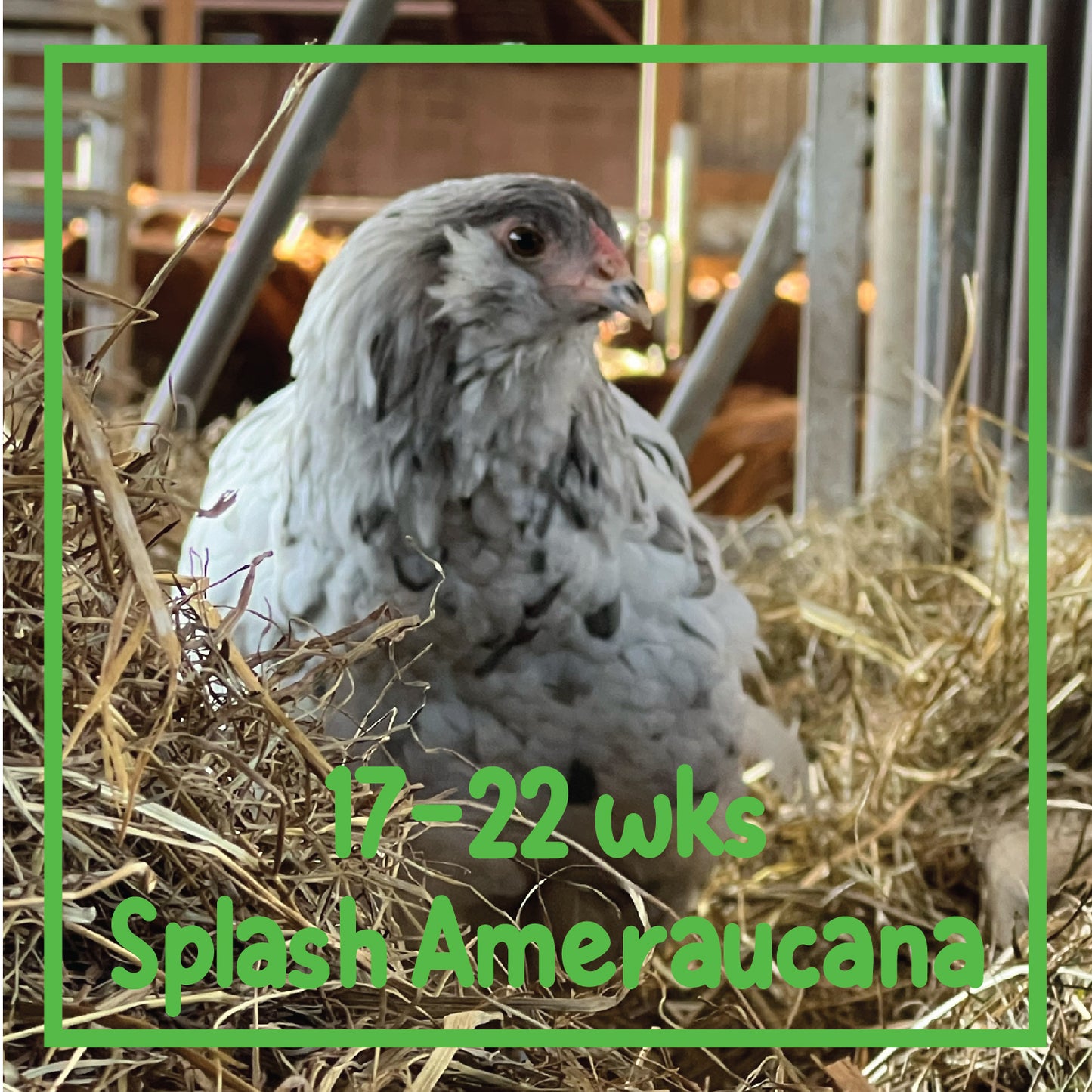 Ameraucana Pullet (17-22 weeks)