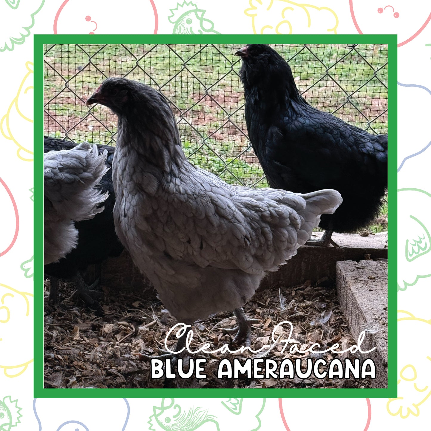17+ Week CLEAN FACED Ameraucana (New Year's Sale)