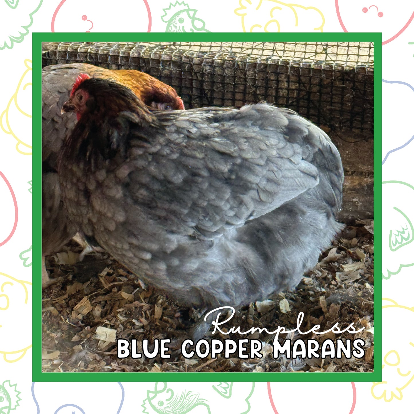 Copper Marans Pullet (New Year's Day Sale)
