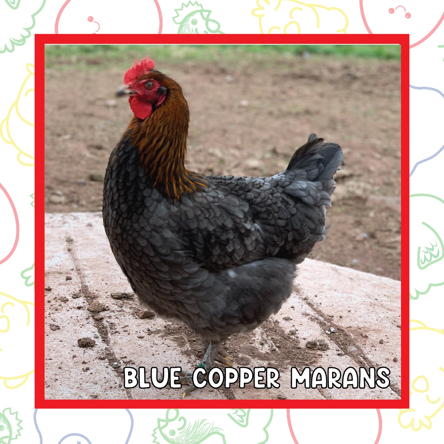 12-16 Week Copper Marans (New Years Sale)