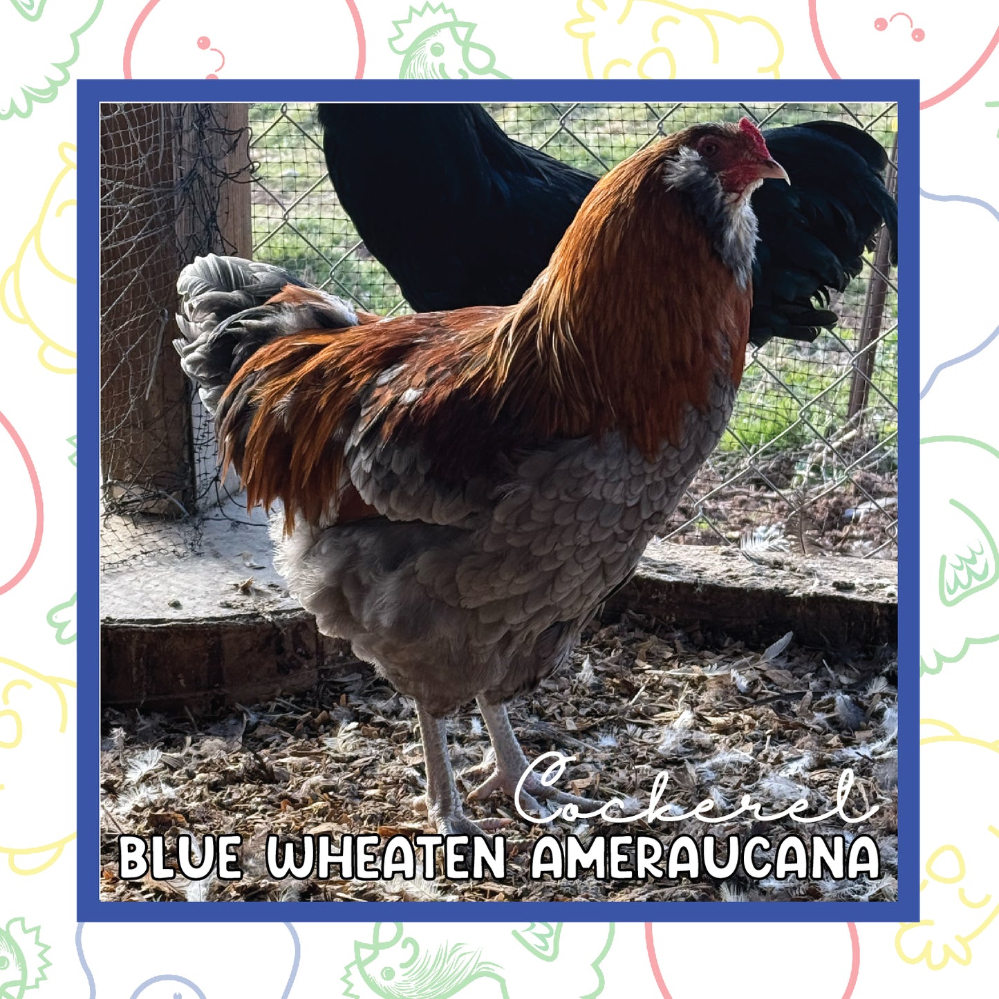 17+ Blue Wheaten Ameraucana MALE (New Year's Sale)