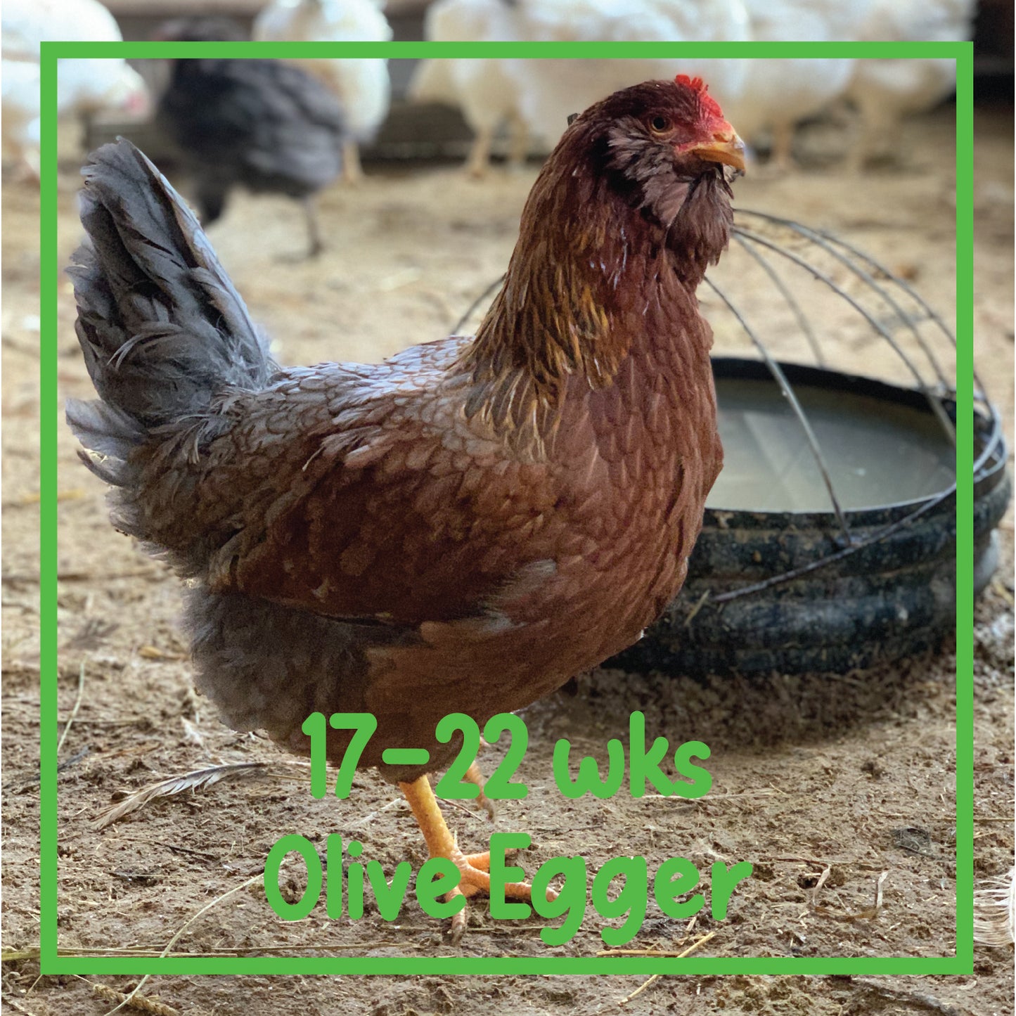 Olive Egger Pullet (17-22 weeks)