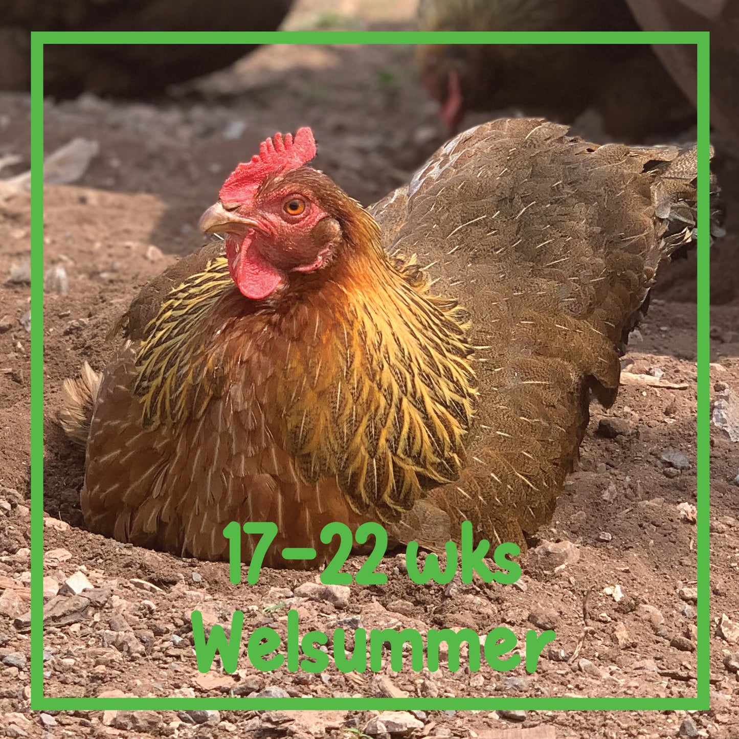 Welsummer Pullet (17-22 weeks)