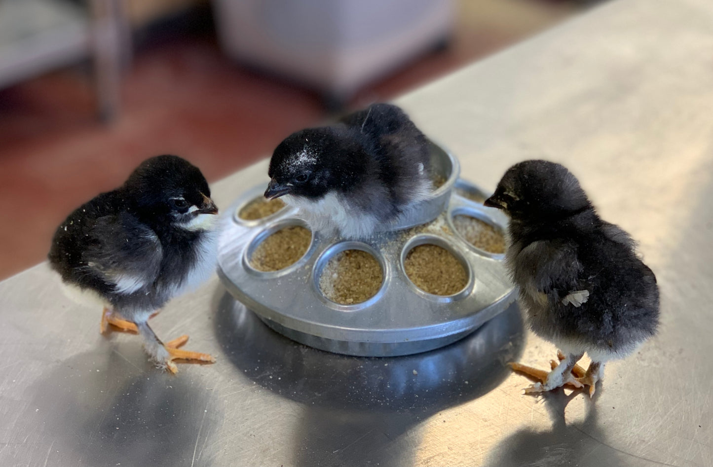 Hatching Egg: Copper Marans