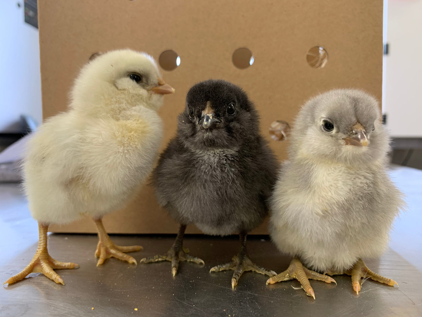 Hatching Egg: Ameraucana