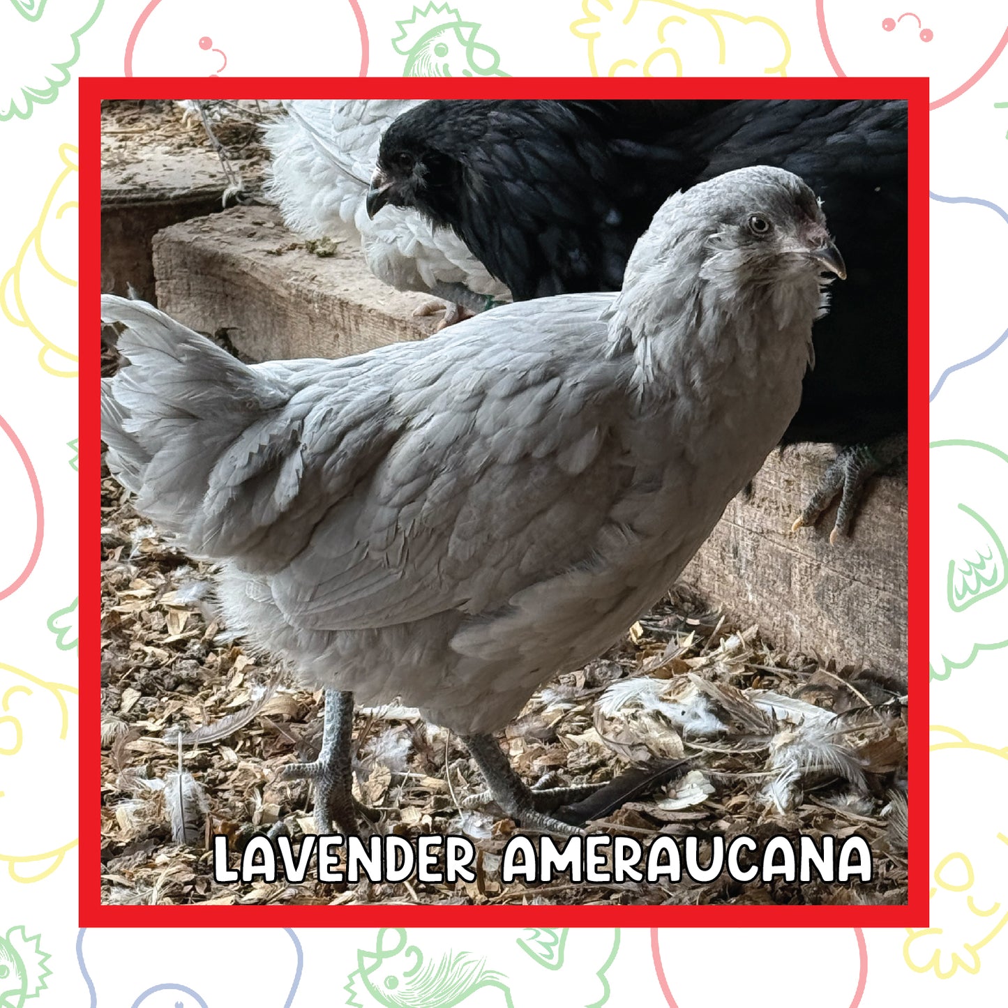 12-16 Week Lavender Ameraucana (New Years Sale)