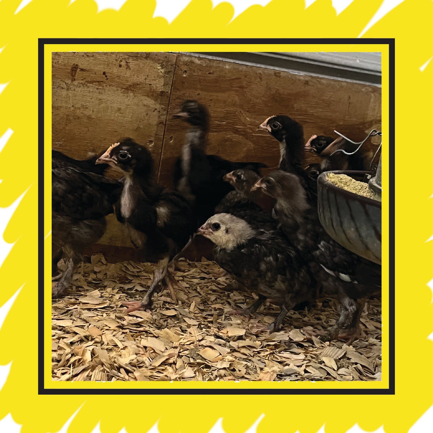 Copper Marans Juvenile