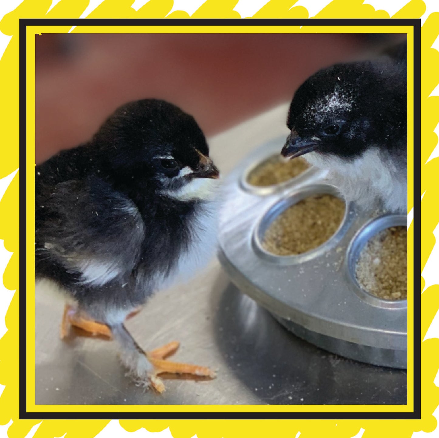 Day Old Chicks: On Farm Pick Up