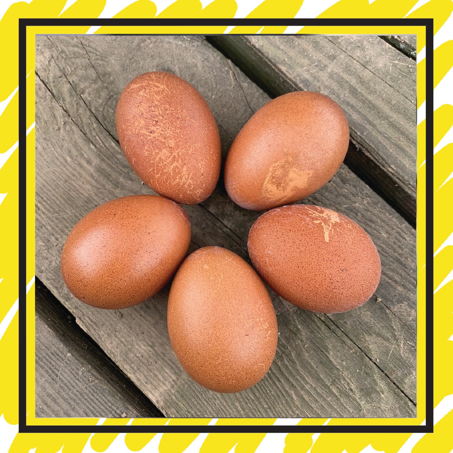 Hatching Egg: Copper Marans