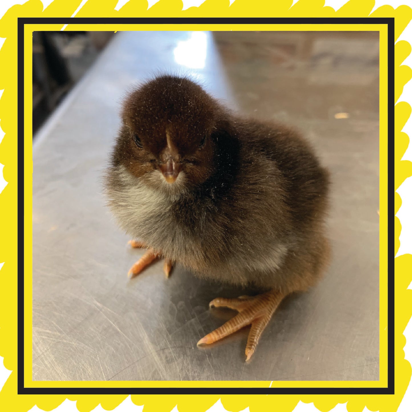 Day Old Chicks: On Farm Pick Up