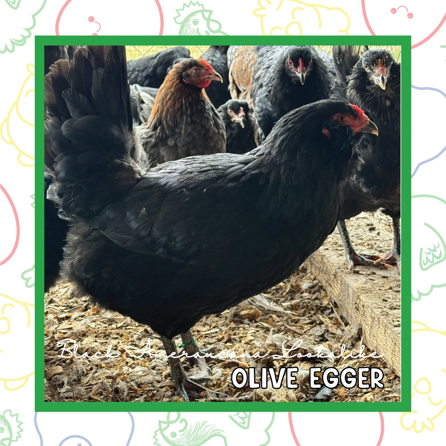 Olive Egger Pullet (New Year's Day Sale)
