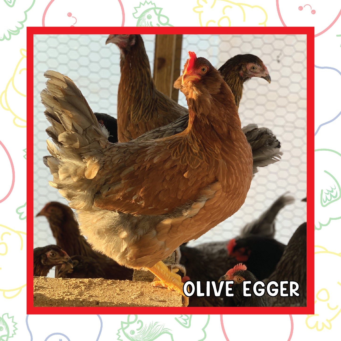 12-16 Week Olive Egger (New Years Sale)
