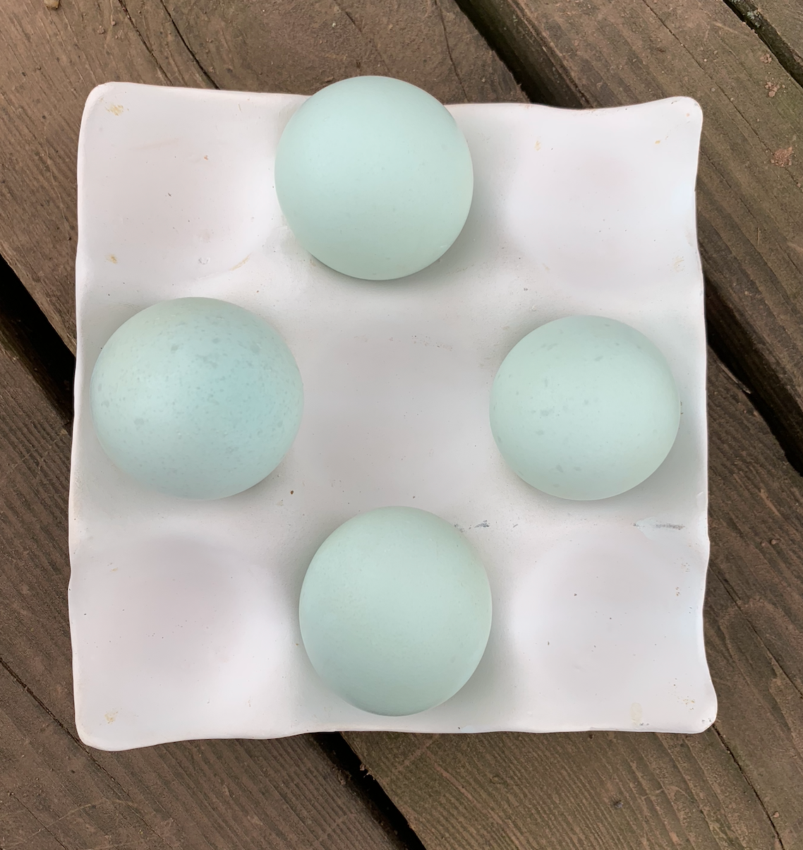 Hatching Egg: Ameraucana