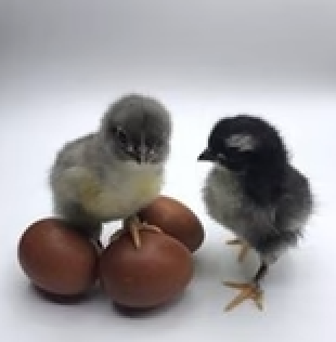 Hatching Egg: Copper Marans