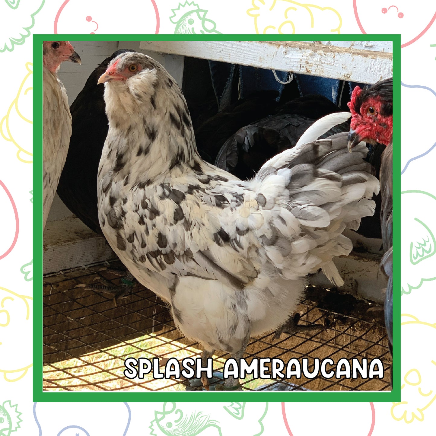 Ameraucana Pullet (New Year's Day Sale)
