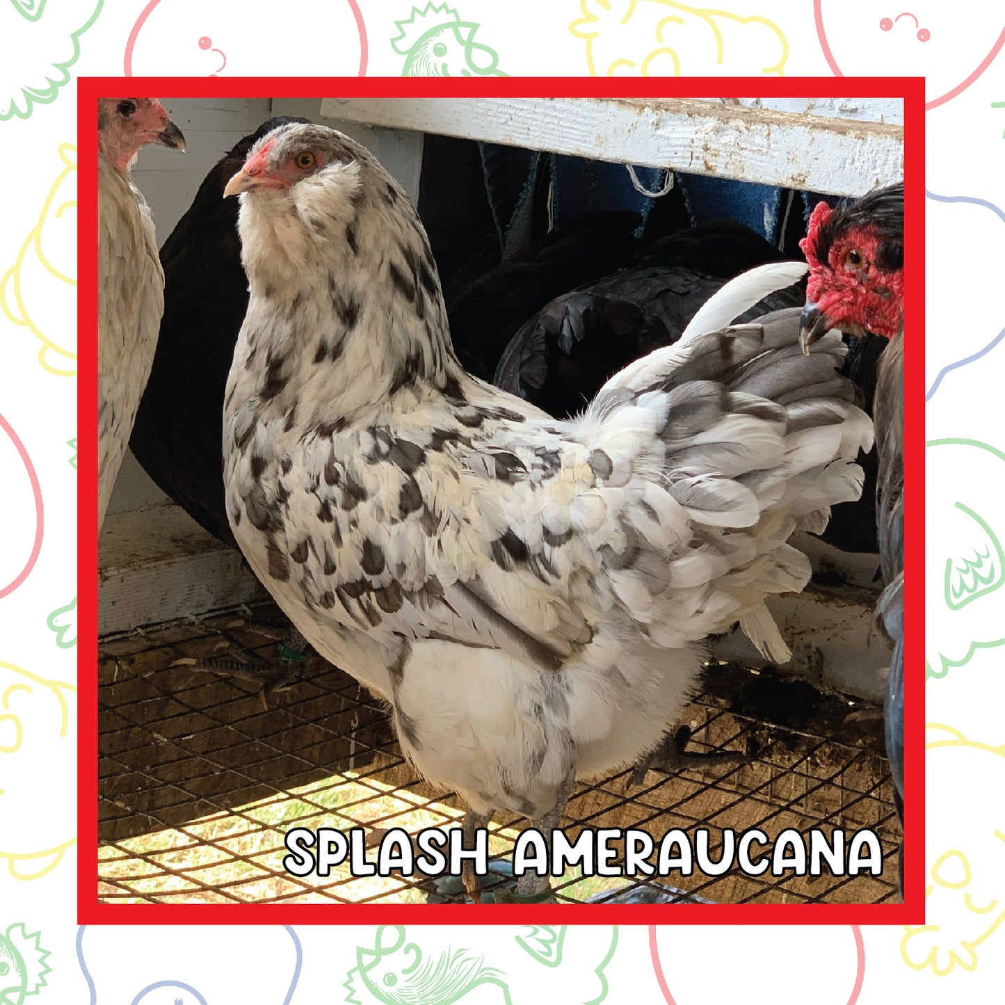 12-16 Week BBS Ameraucana (New Years Sale)