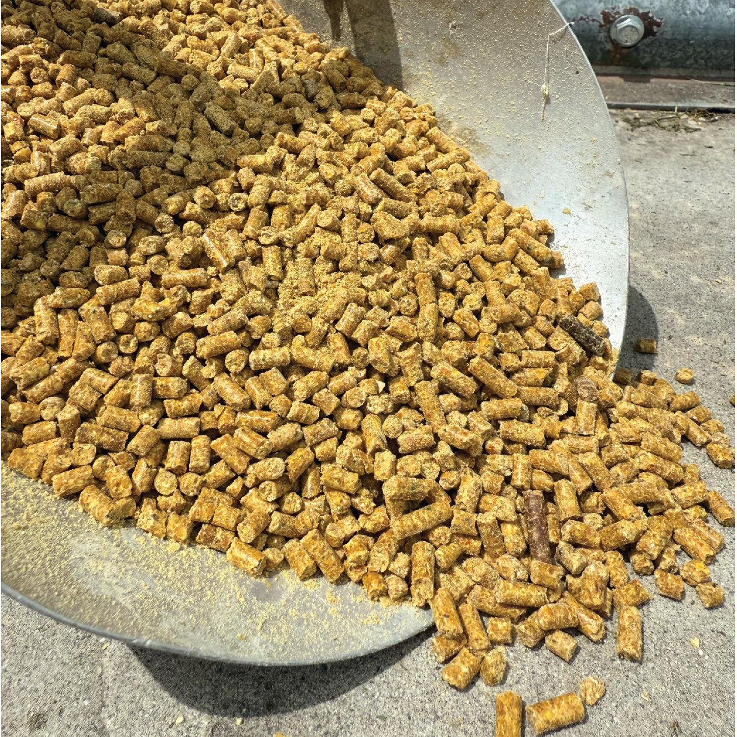 Layer Chicken Feed