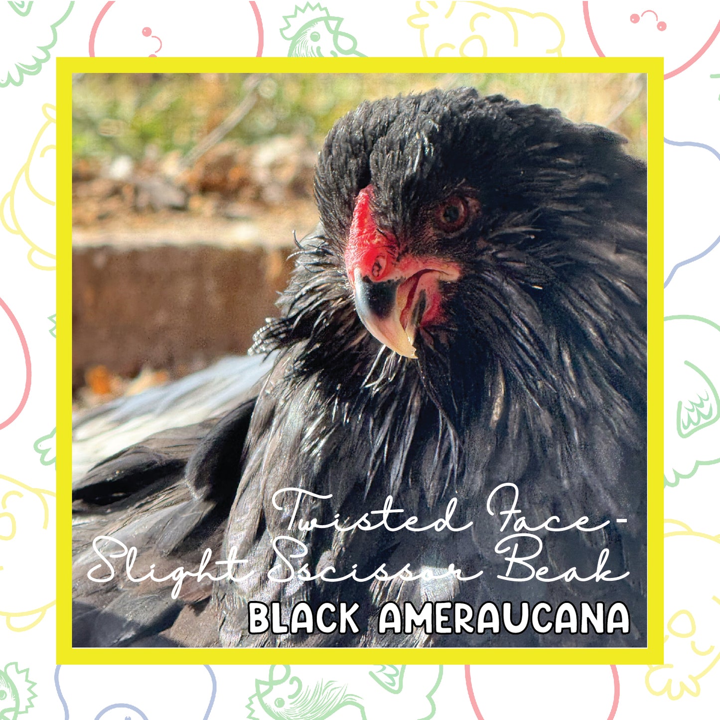 17+ Black Ameraucana (Twisted Face, Slight Scissor Beak)