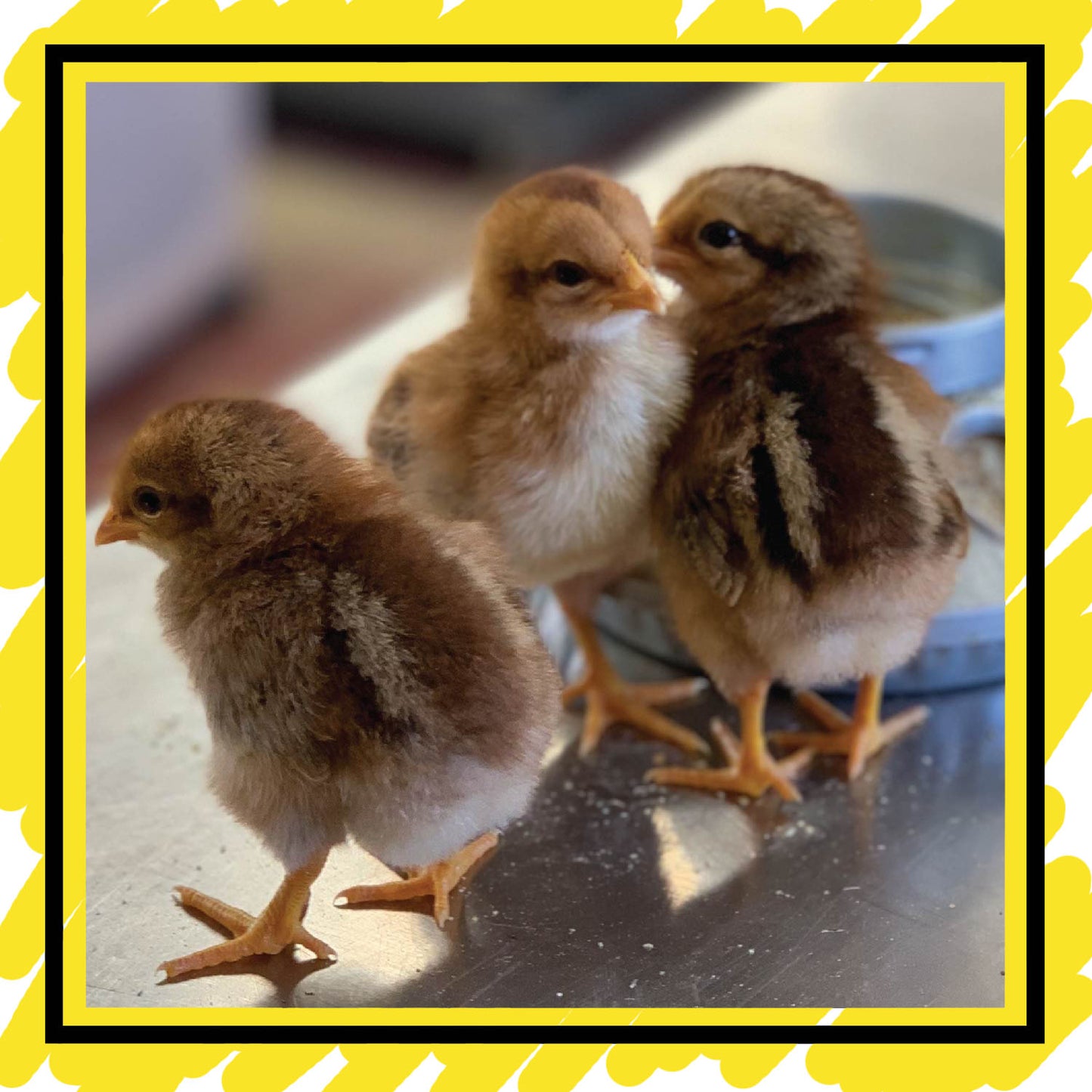 Day Old Chicks: On Farm Pick Up