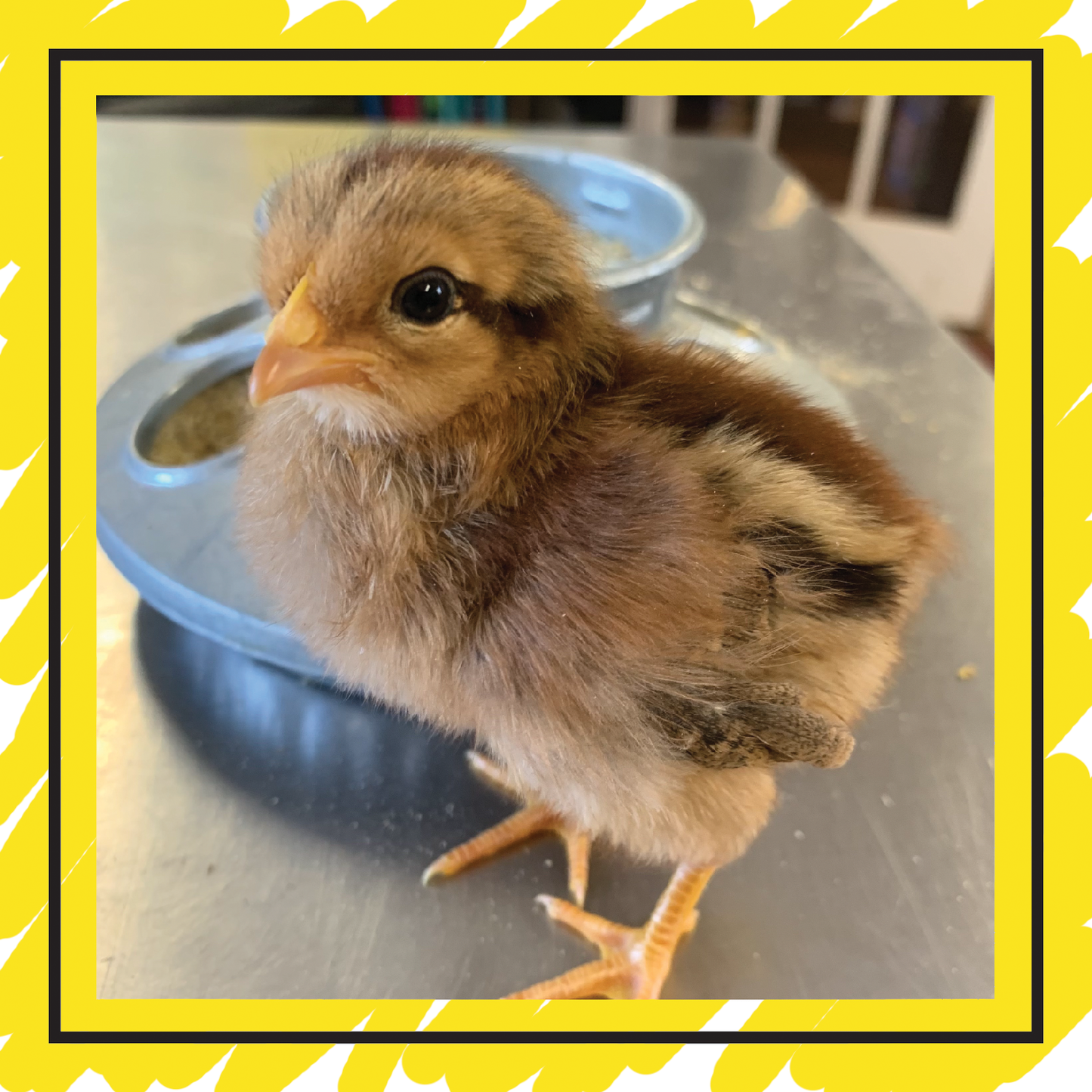 Day Old Chicks: On Farm Pick Up