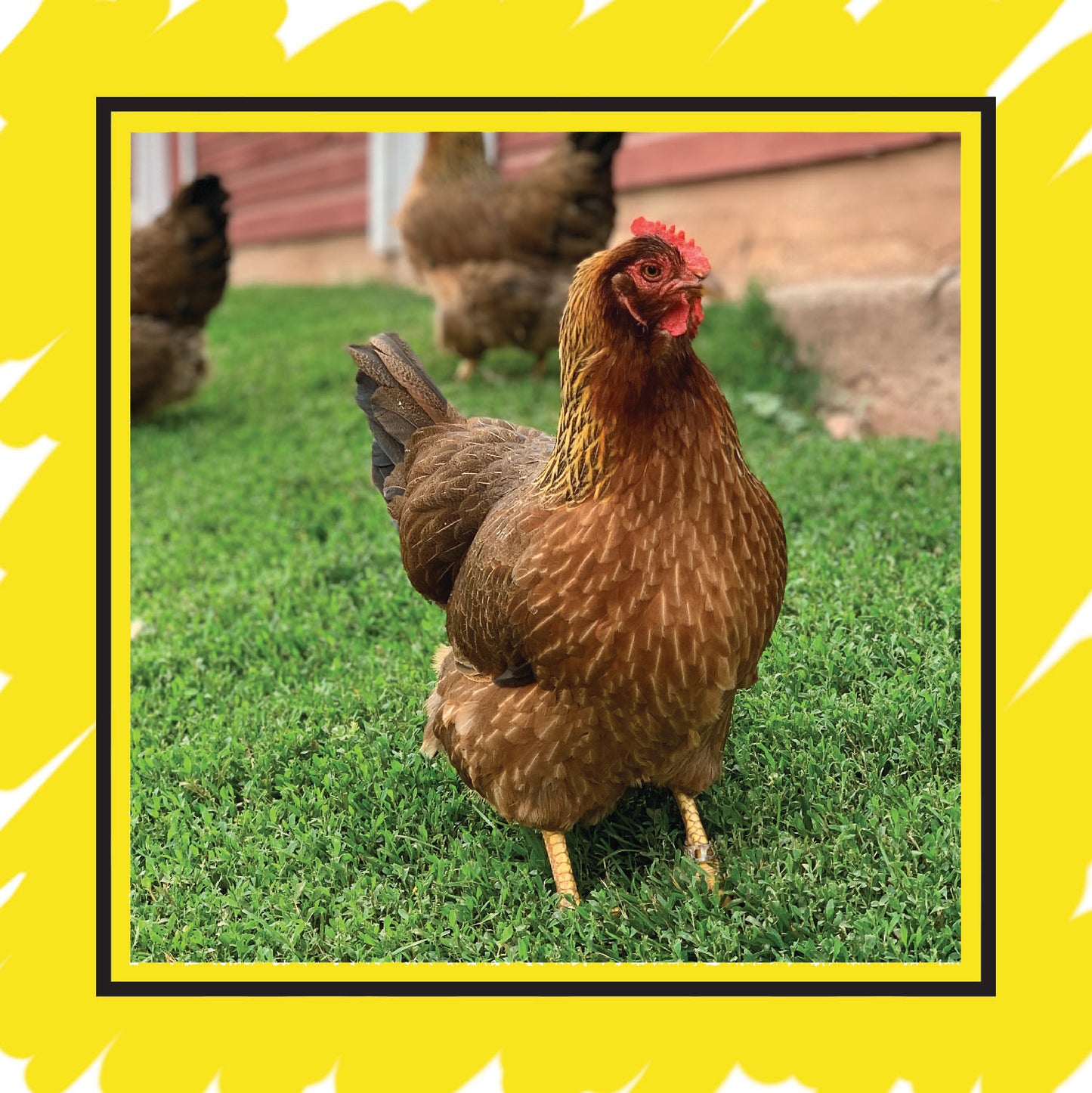 Welsummer - Female, Shipped