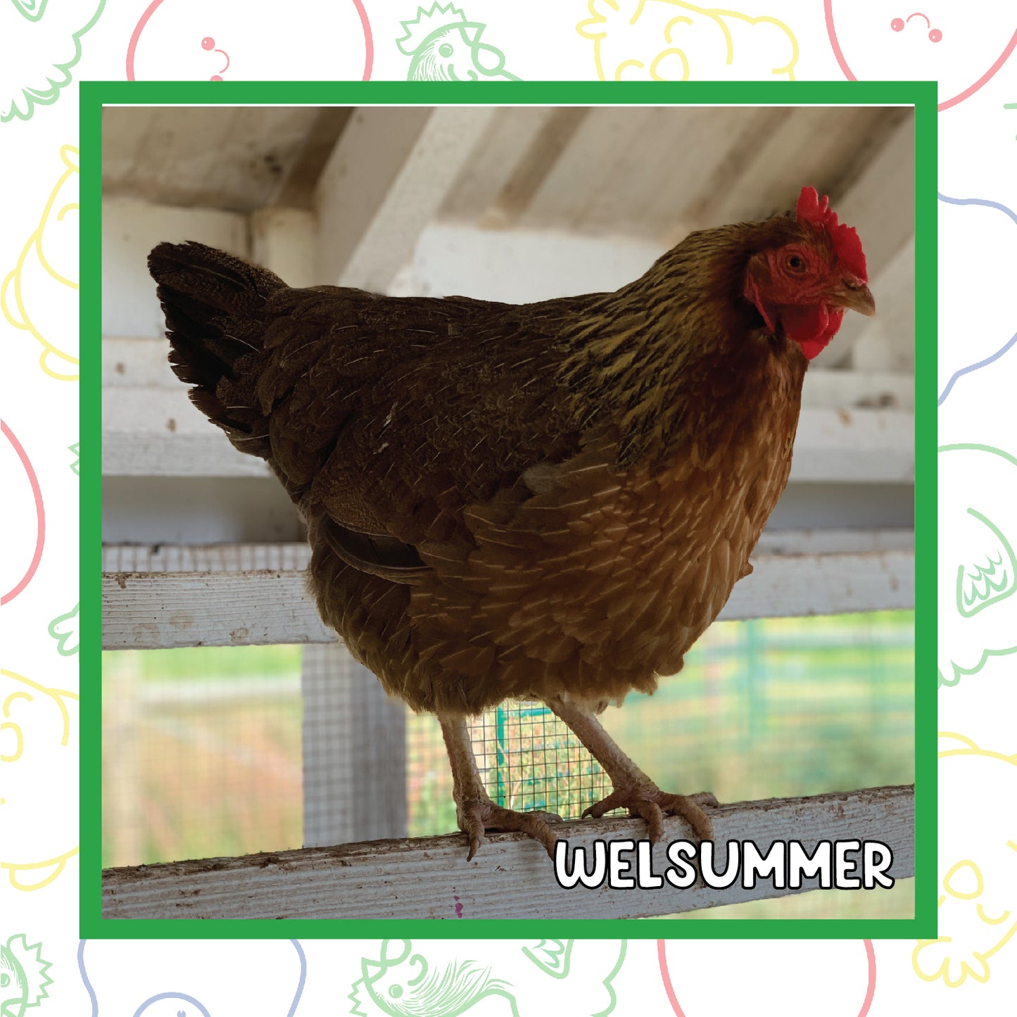 17+ Week Welsummer (New Years Sale)