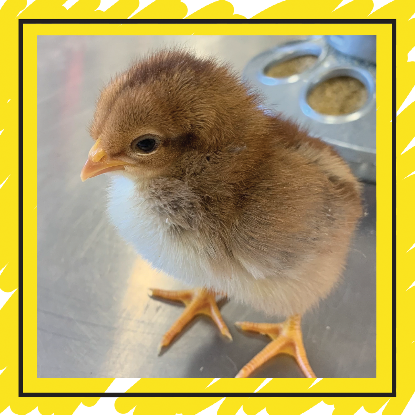 Day Old Chicks: On Farm Pick Up