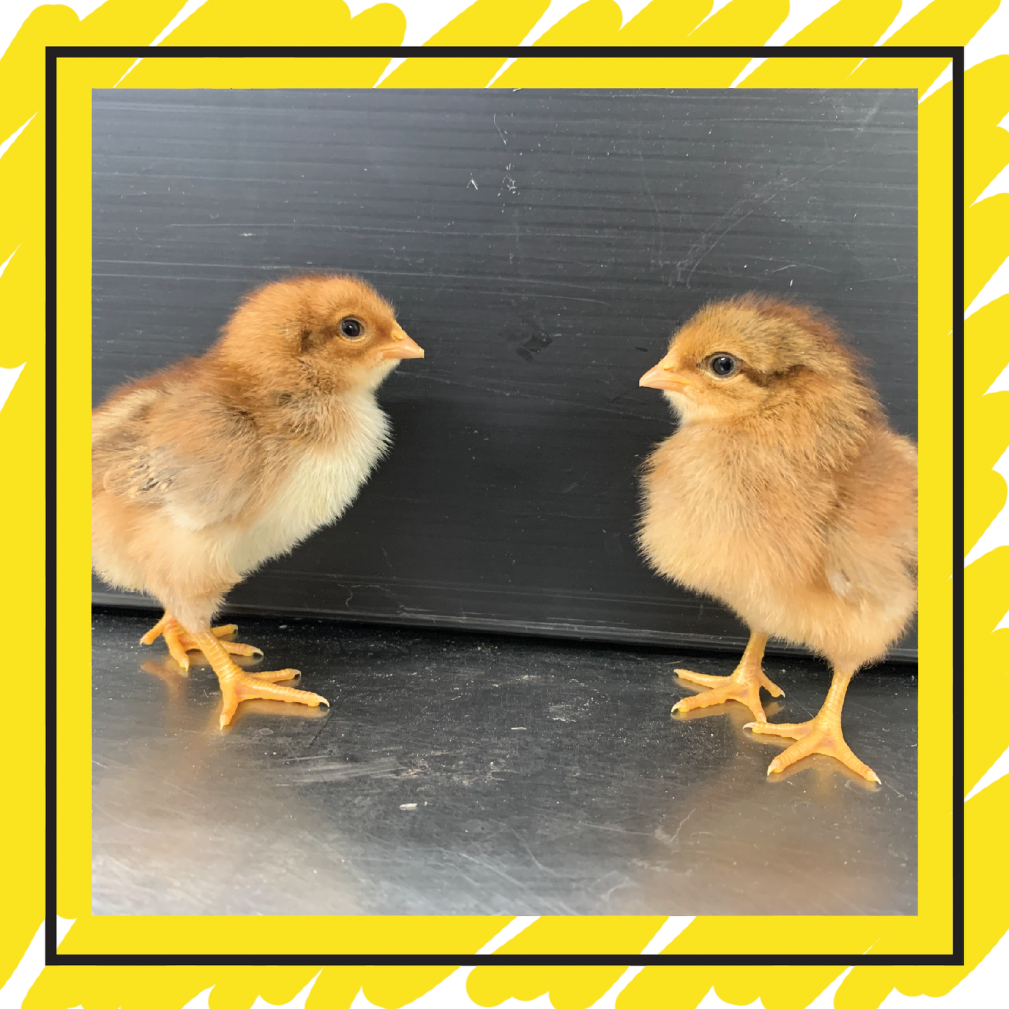 Day Old Chicks: On Farm Pick Up