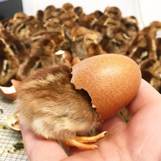 Chick Development Throughout Incubation