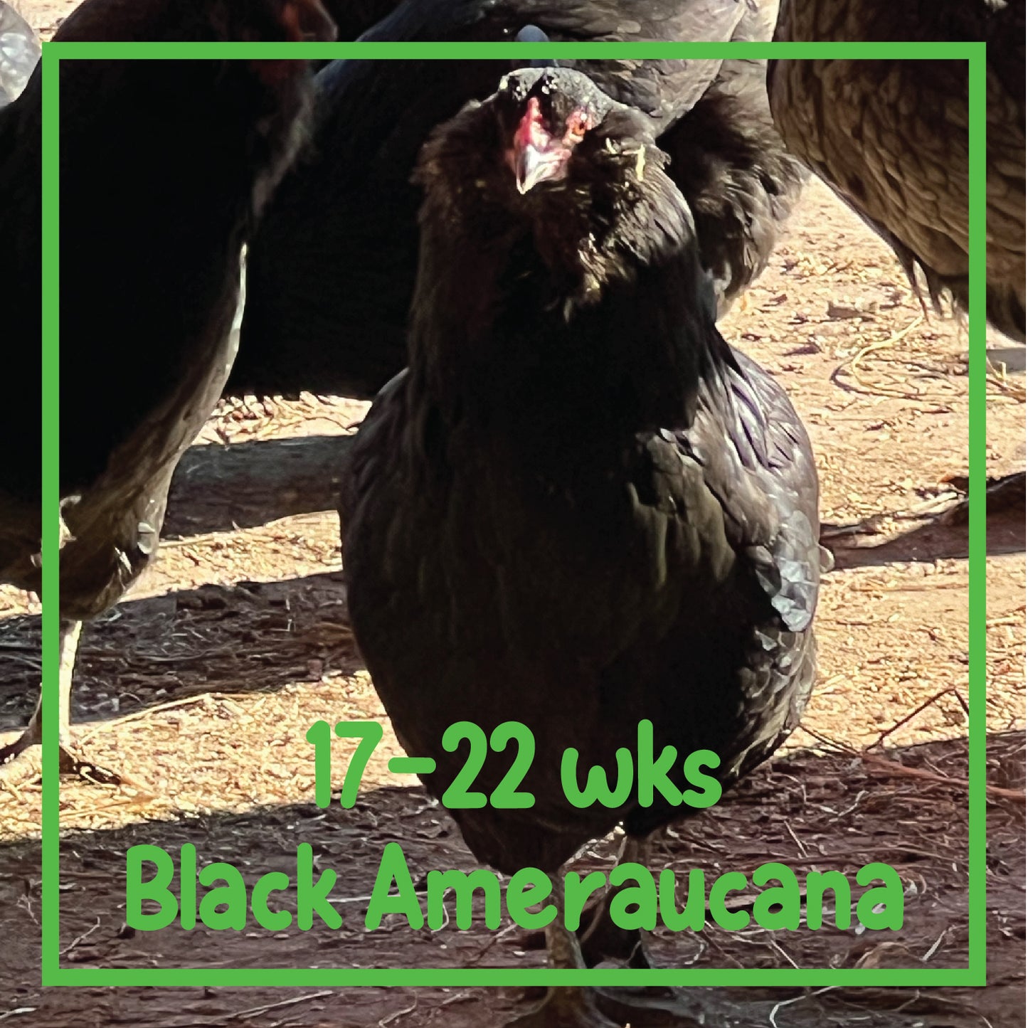 Ameraucana Pullet (17-22 weeks)