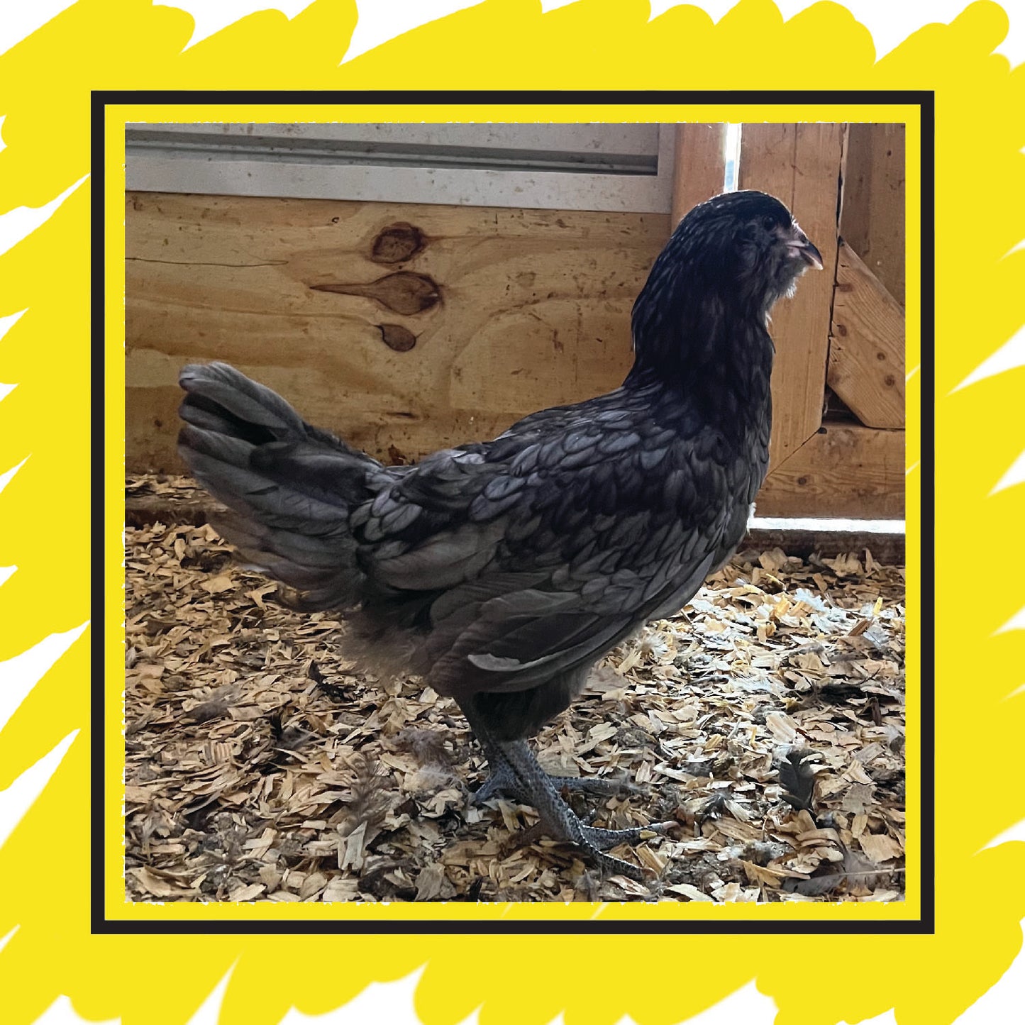 Ameraucana Pullet (12+ weeks)
