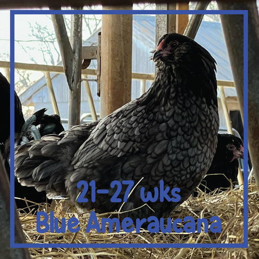 Ameraucana Pullets (21-27 weeks)