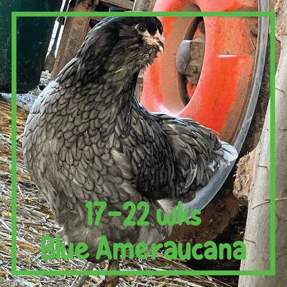 Ameraucana Pullet (17-22 weeks)