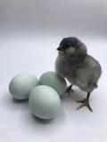 Hatching Egg: Ameraucana