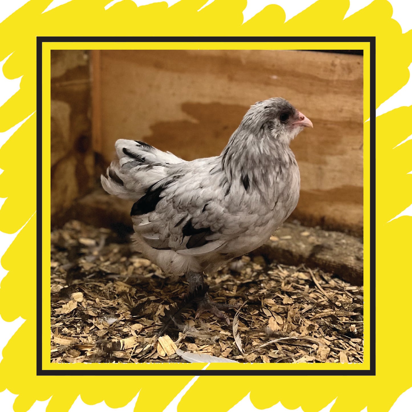 Ameraucana Pullet (12+ weeks)