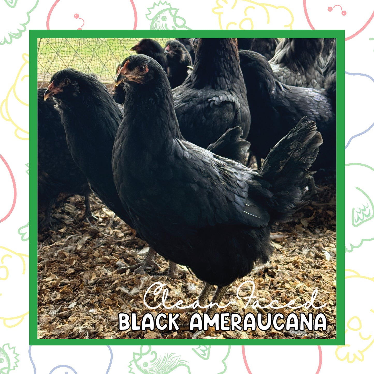 17+ Week CLEAN FACED Ameraucana (New Year's Sale)