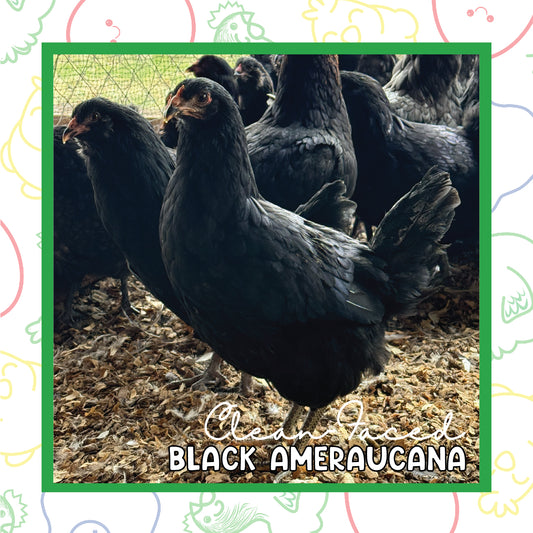 17+ Week CLEAN FACED Ameraucana (New Year's Sale)