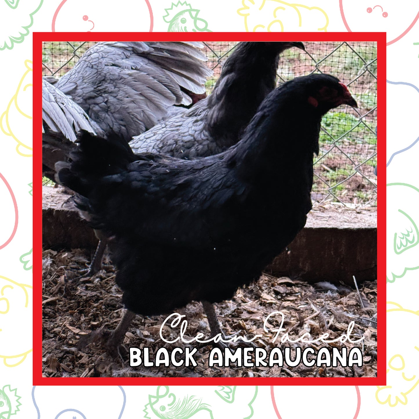 12-16 Week Beardless Black Ameraucana (New Years Sale)