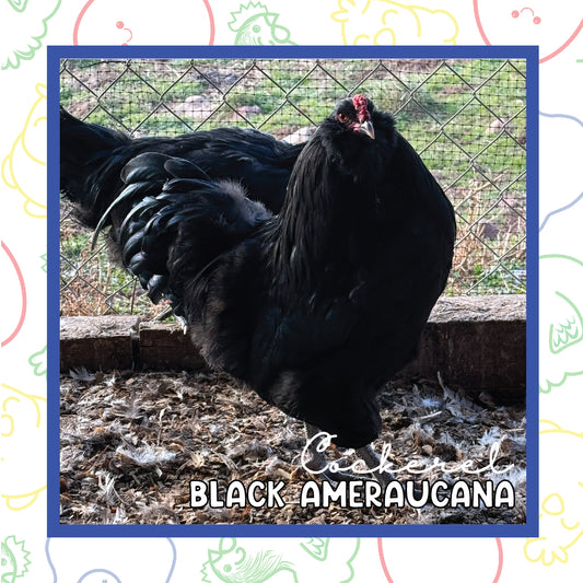 17+ Week Black Ameraucana MALE (New Years Sale)