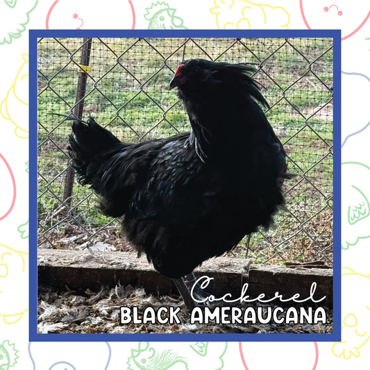 12-16 Black Ameraucana MALE (New Years Sale)
