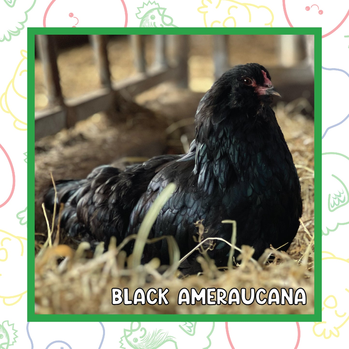 Ameraucana Pullet (New Year's Day Sale)