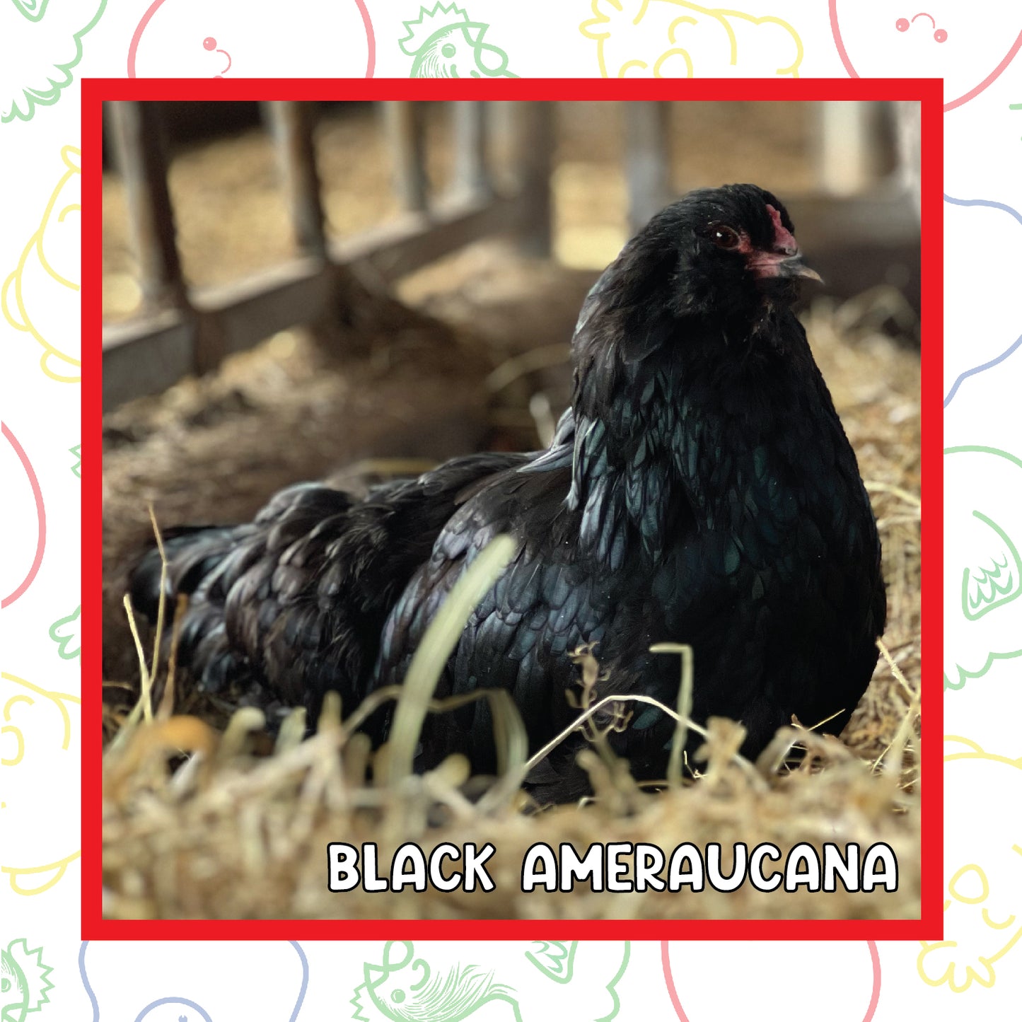 12-16 Week BBS Ameraucana (New Years Sale)