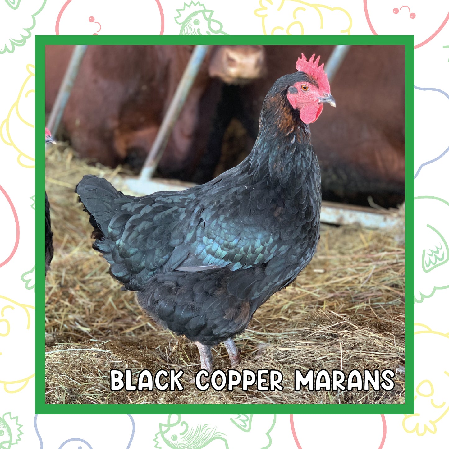 Copper Marans Pullet (New Year's Day Sale)