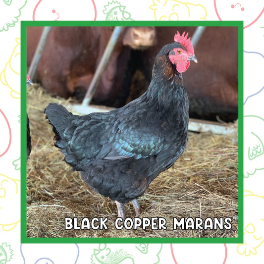 14+ Week Old Copper Marans Pullet