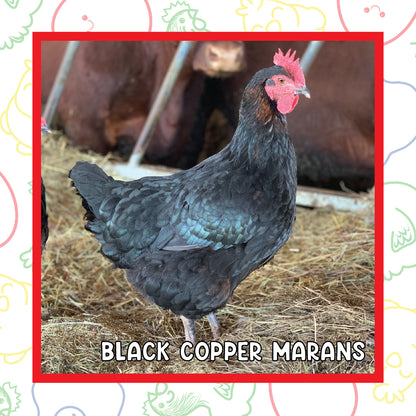 12-16 Week Copper Marans (New Years Sale)