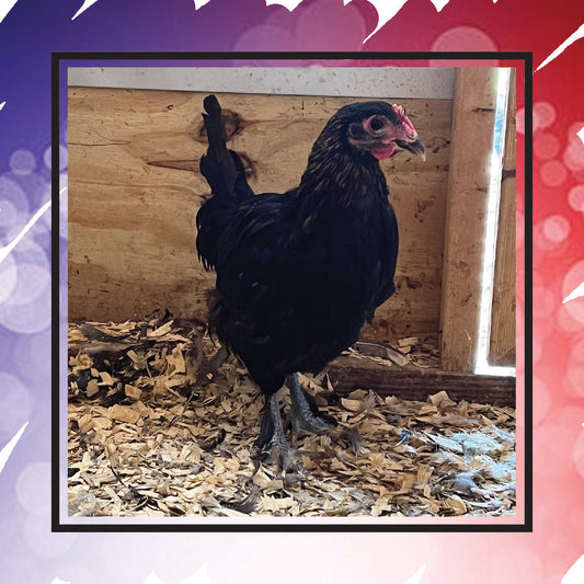 Copper Marans Pullet (New Year's Day Sale)